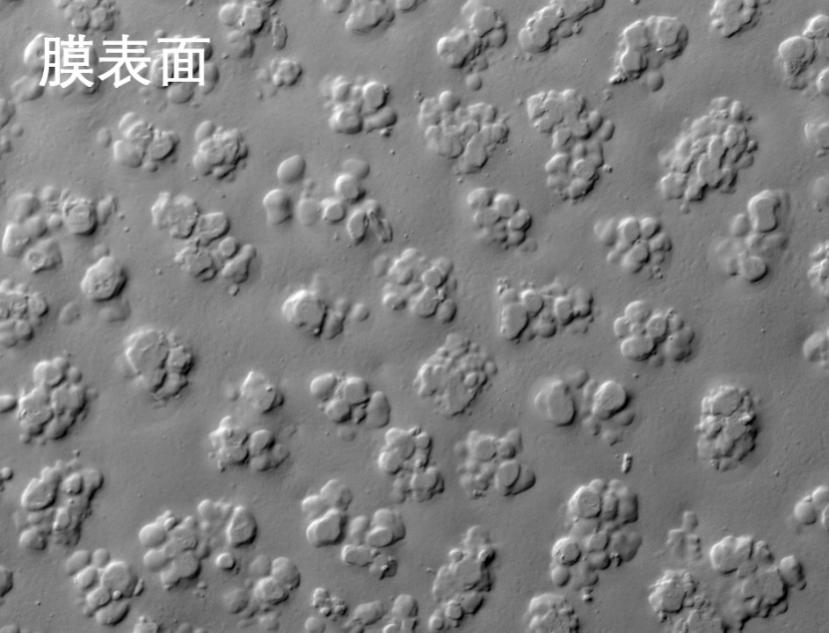 小蝌蚪黄色网站燒結管式膜電鏡照片
